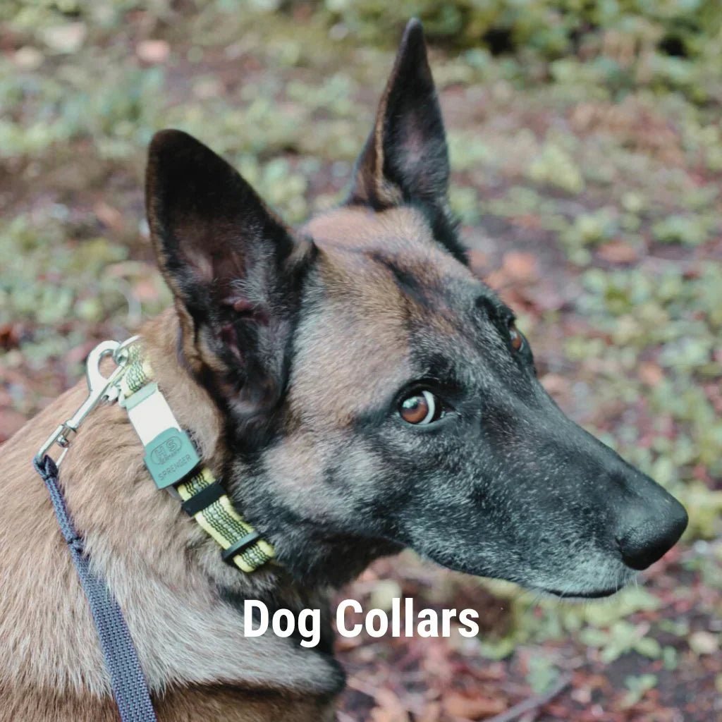 dog-collars-1462885_1200x1200.webp?v=1775662475